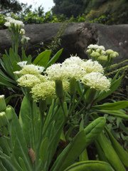 Kleinia grandiflora