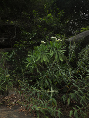 Kleinia grandiflora