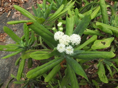 Kleinia grandiflora