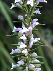Muraltia juniperifolia