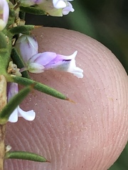 Muraltia juniperifolia