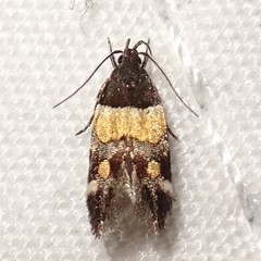 Triclonella determinatella