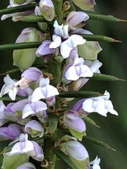 Muraltia juniperifolia