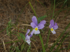 Viola tricolor curtisii