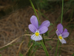 Viola tricolor curtisii