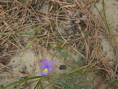 Viola tricolor curtisii