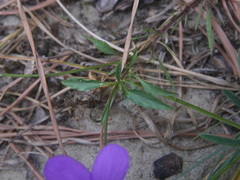 Viola tricolor curtisii