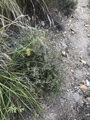 Muraltia juniperifolia