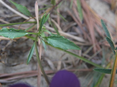 Viola tricolor curtisii