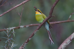 Swallow-Tailed Bee-Eater photo 4