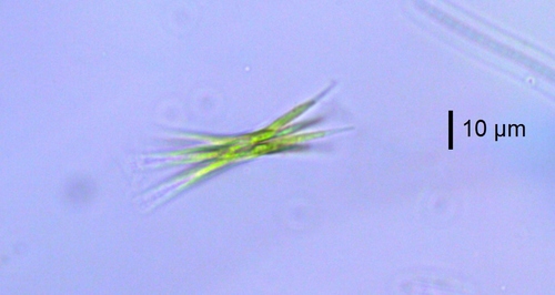 Ankistrodesmus falcatus