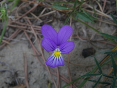 Viola tricolor curtisii