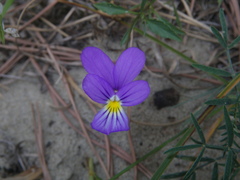 Viola tricolor curtisii