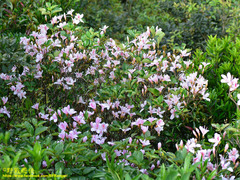 Rhododendron mariesii