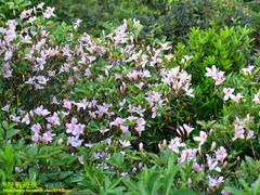 Rhododendron mariesii