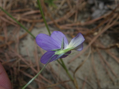 Viola tricolor curtisii