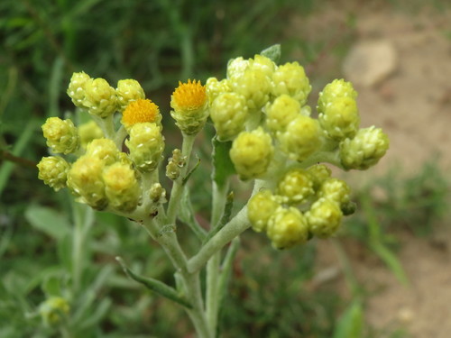 Smėlyninis šlamutis nuotrauka