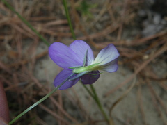 Viola tricolor curtisii