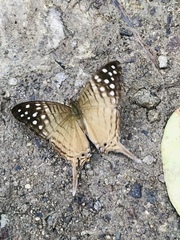 Marpesia merops