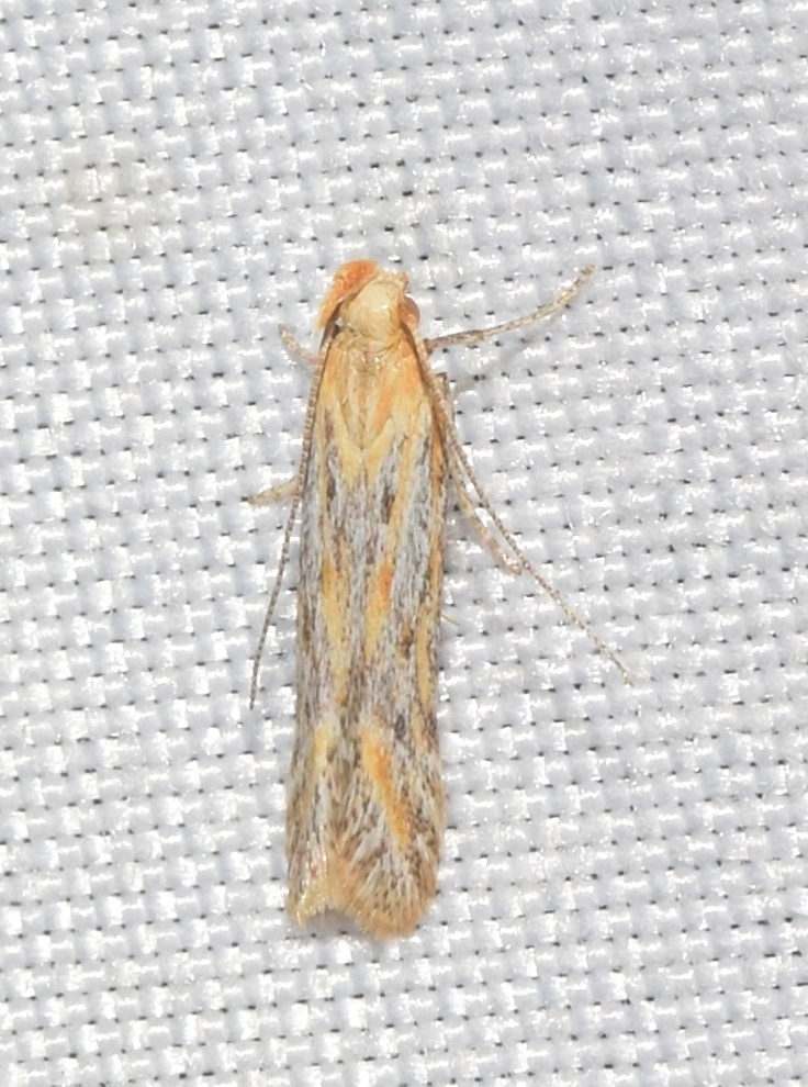Metzneria littorella