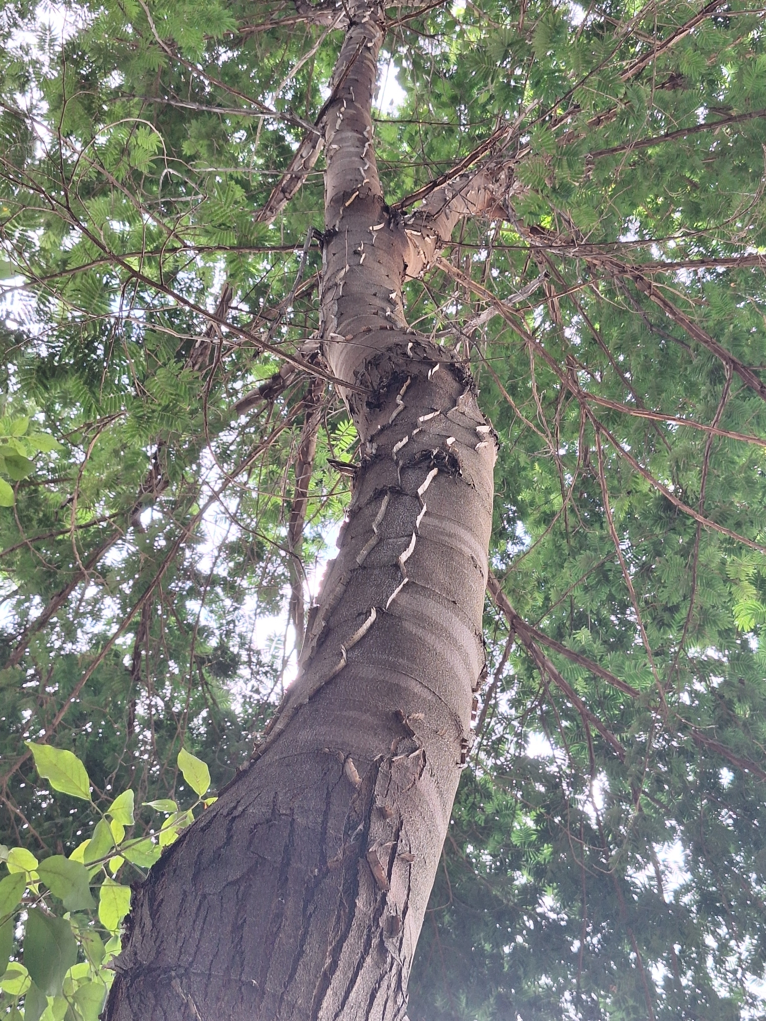 Imagem de Angico-Jacaré