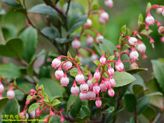 Vaccinium wrightii