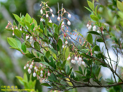 Vaccinium wrightii