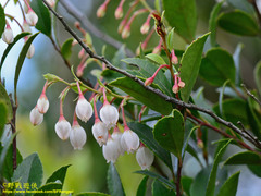 Vaccinium wrightii