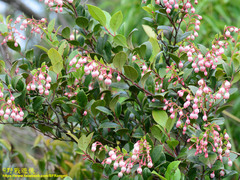 Vaccinium wrightii