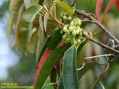 Elaeocarpus japonicus