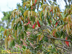 Elaeocarpus japonicus