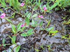 Indigofera dalzellii