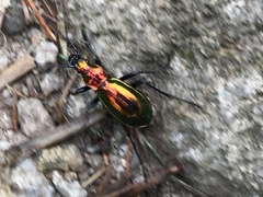 Carabus splendens