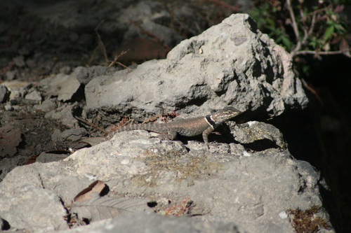 Buller's Spiny Lizard, Sceloporus bulleri