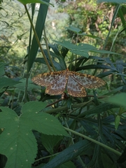Lepidoptera