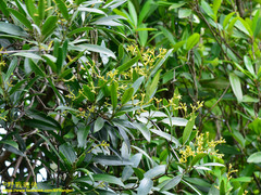 Anodendron affine