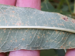 Pucciniastrum epilobii