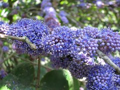 Memecylon umbellatum