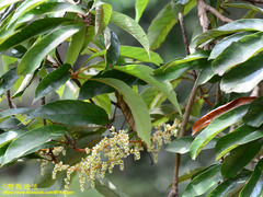 Meliosma rigida