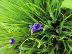 Utricularia reticulata