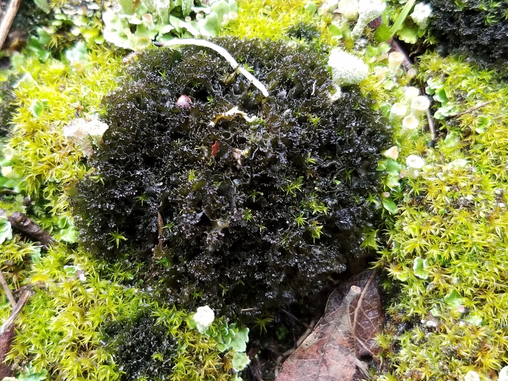 Scytinium californicum