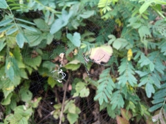 Araneae