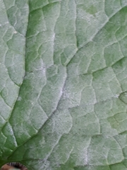 Erysiphe cruciferarum