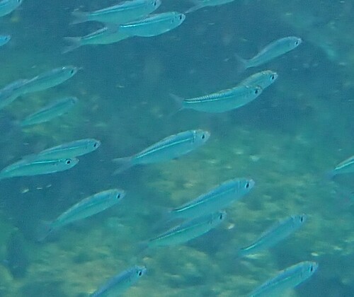 Flatiron herring (Harengula thrissina) — Clupeidae