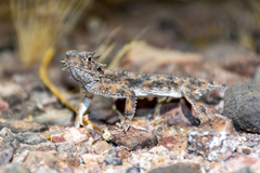 Phrynosoma goodei
