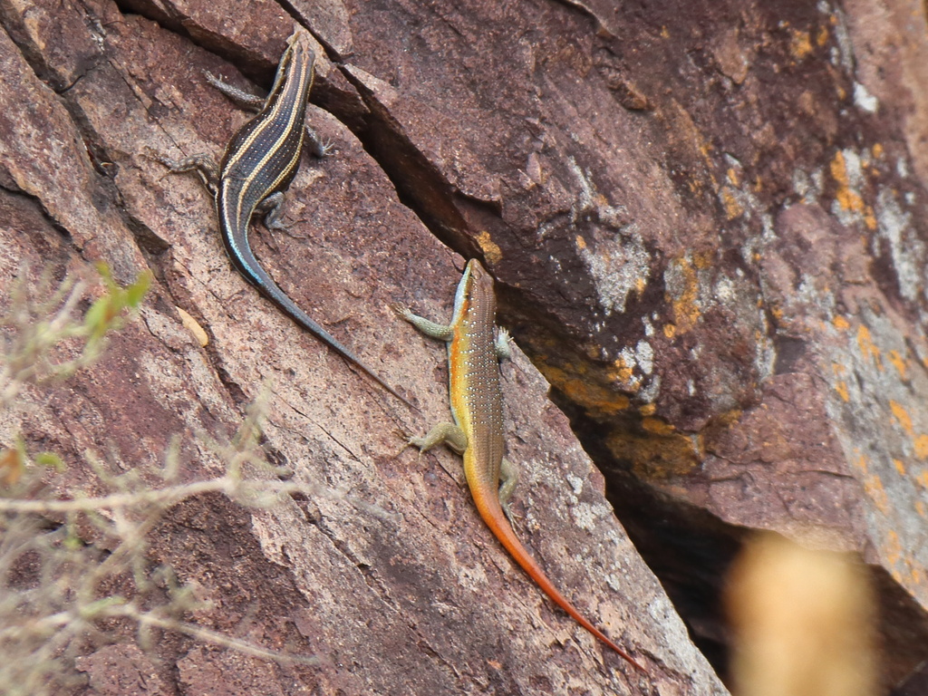 Rainbow Skink (Trachylepis margaritifer)