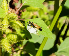 Sceliphron caementarium