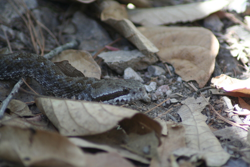 Campbell's Rattlesnake