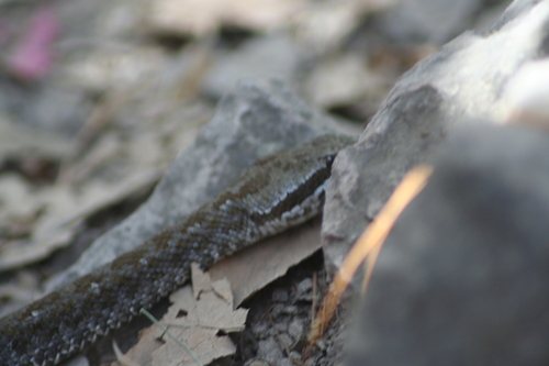 Campbell's Rattlesnake