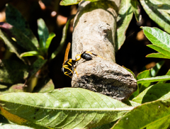 Sceliphron caementarium